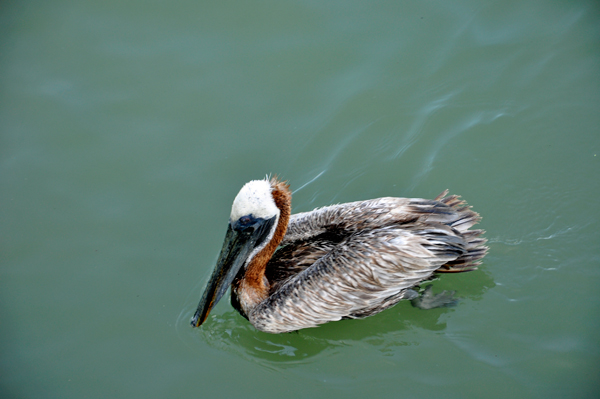 pelican